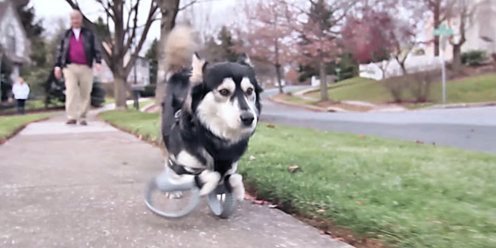 Hunden løber på 3D-printede proteser