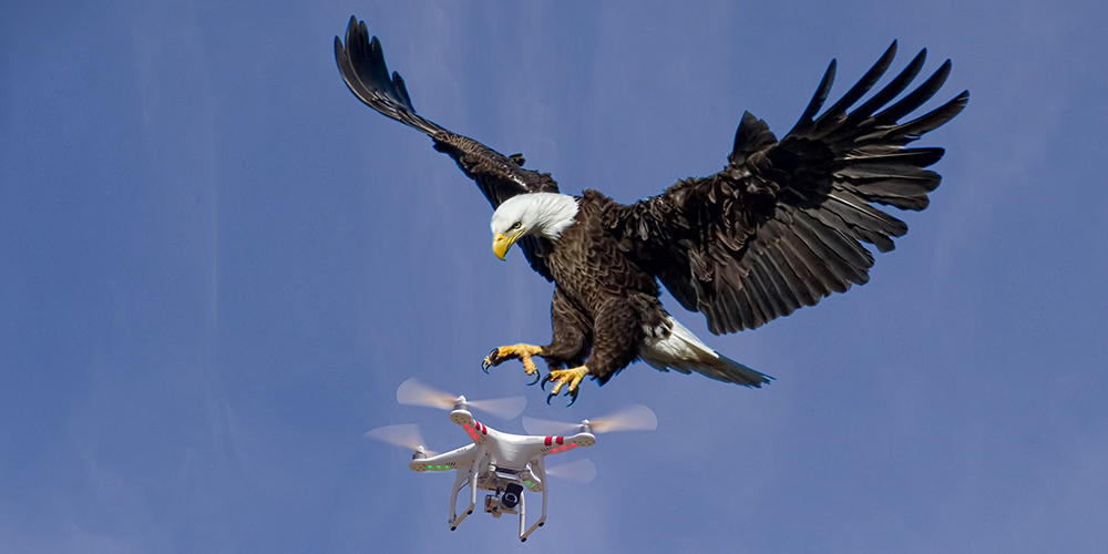 Ørn drone