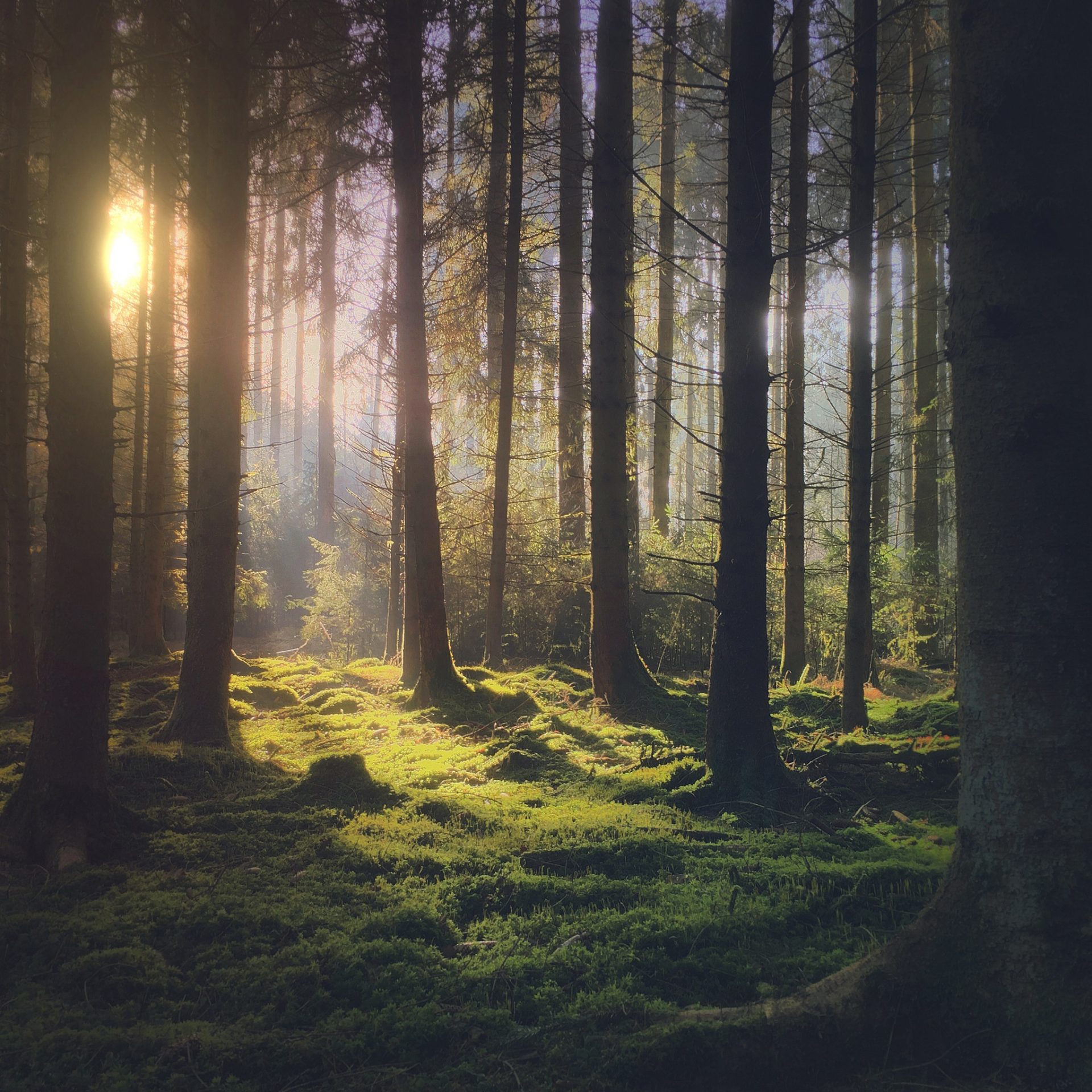 Apple vil have dine billeder