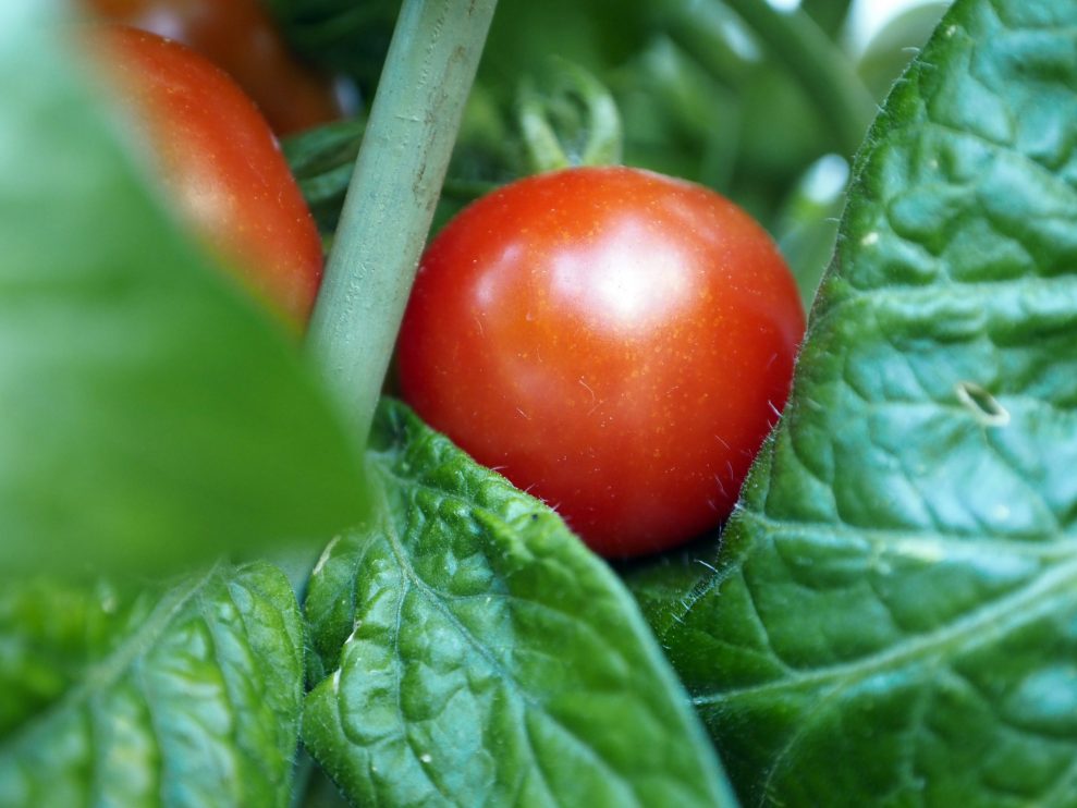 Olympus 8-25 f4 25mm Olympus 8-25 f4 25mm