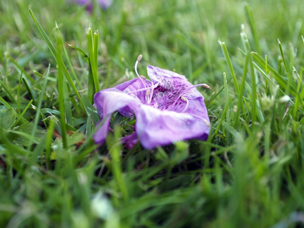 Olympus 8-25 f4 Olympus 8-25 f4