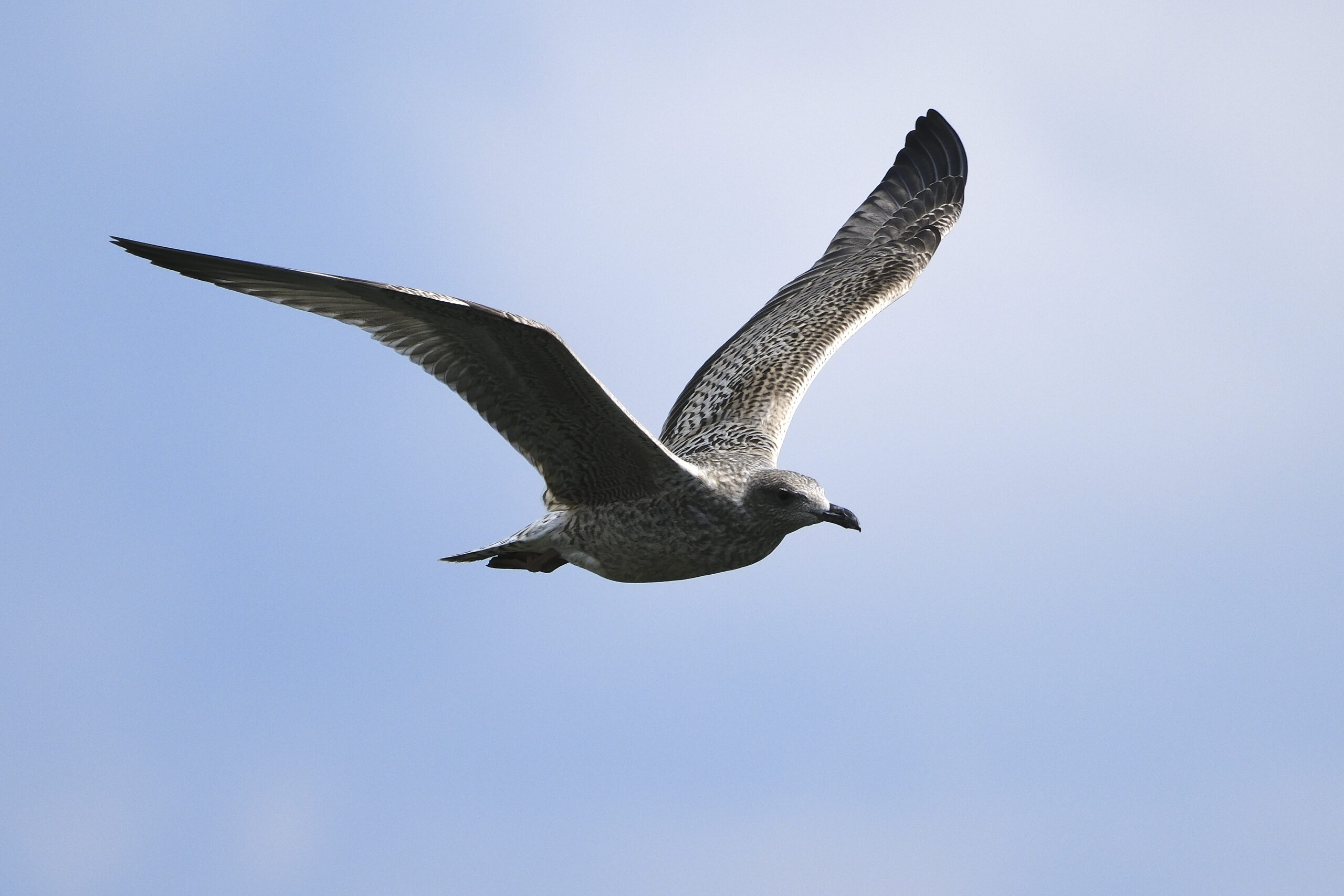 Fuji XF 150 600 bird shot 1