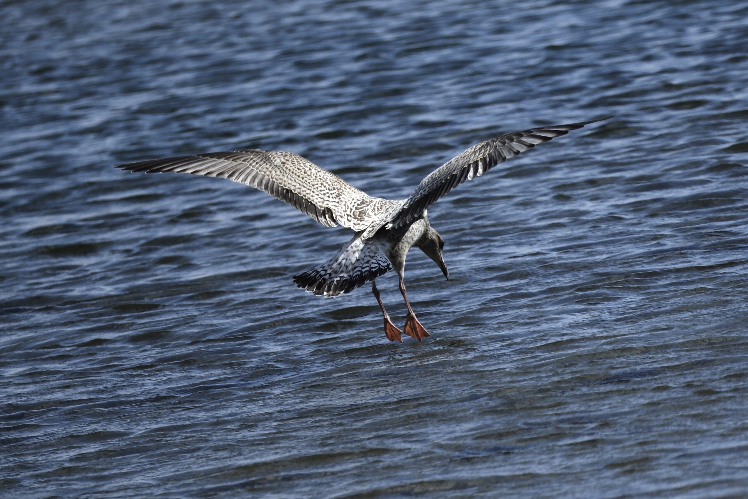 Fuji XF 150 600 bird shot 2