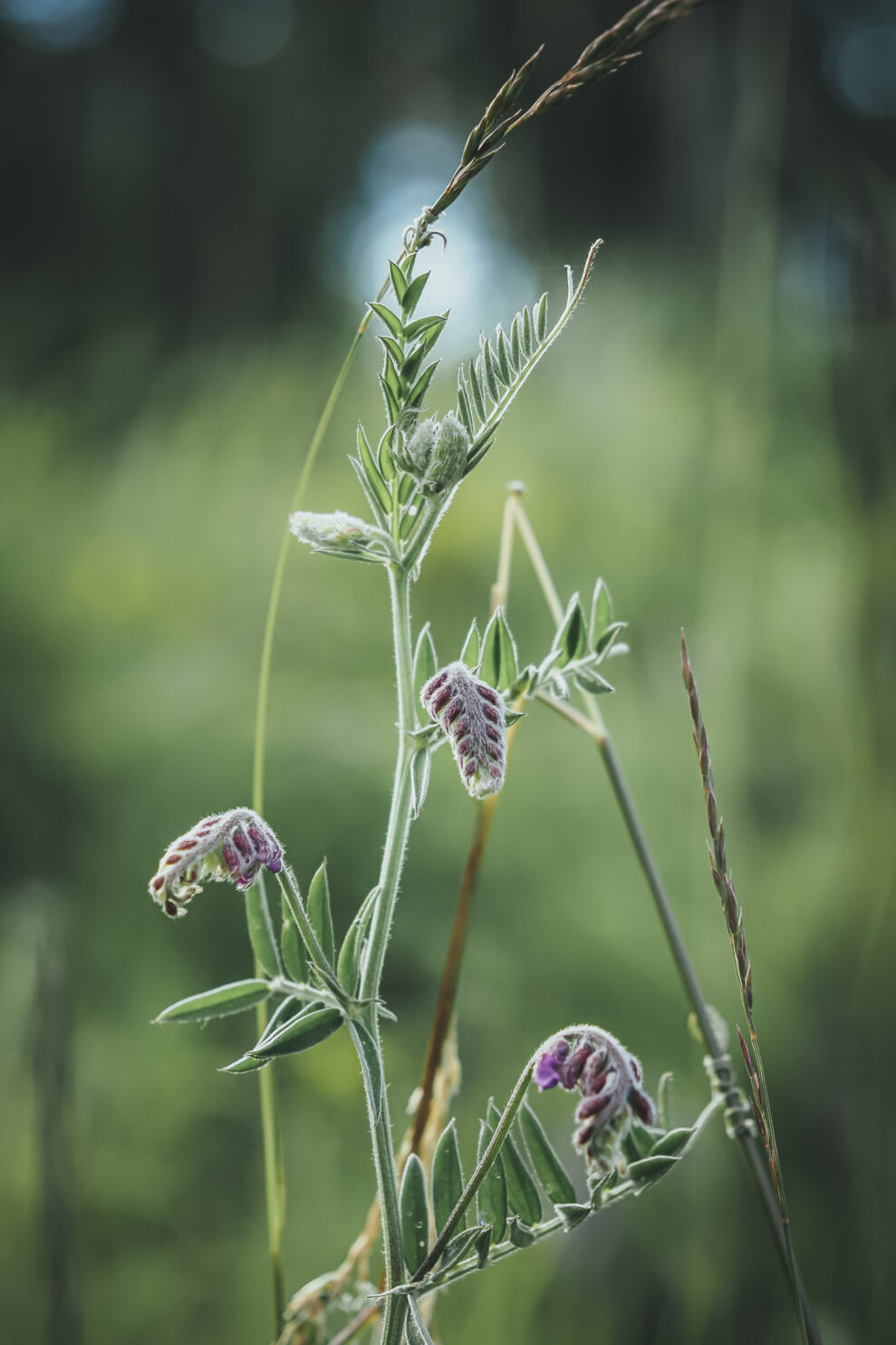 OM-5_SAMPLE_1245_PRO_F4_ISO400_1_400s_45mm_Rania_Ronntoft_SAMPLE-989x1484