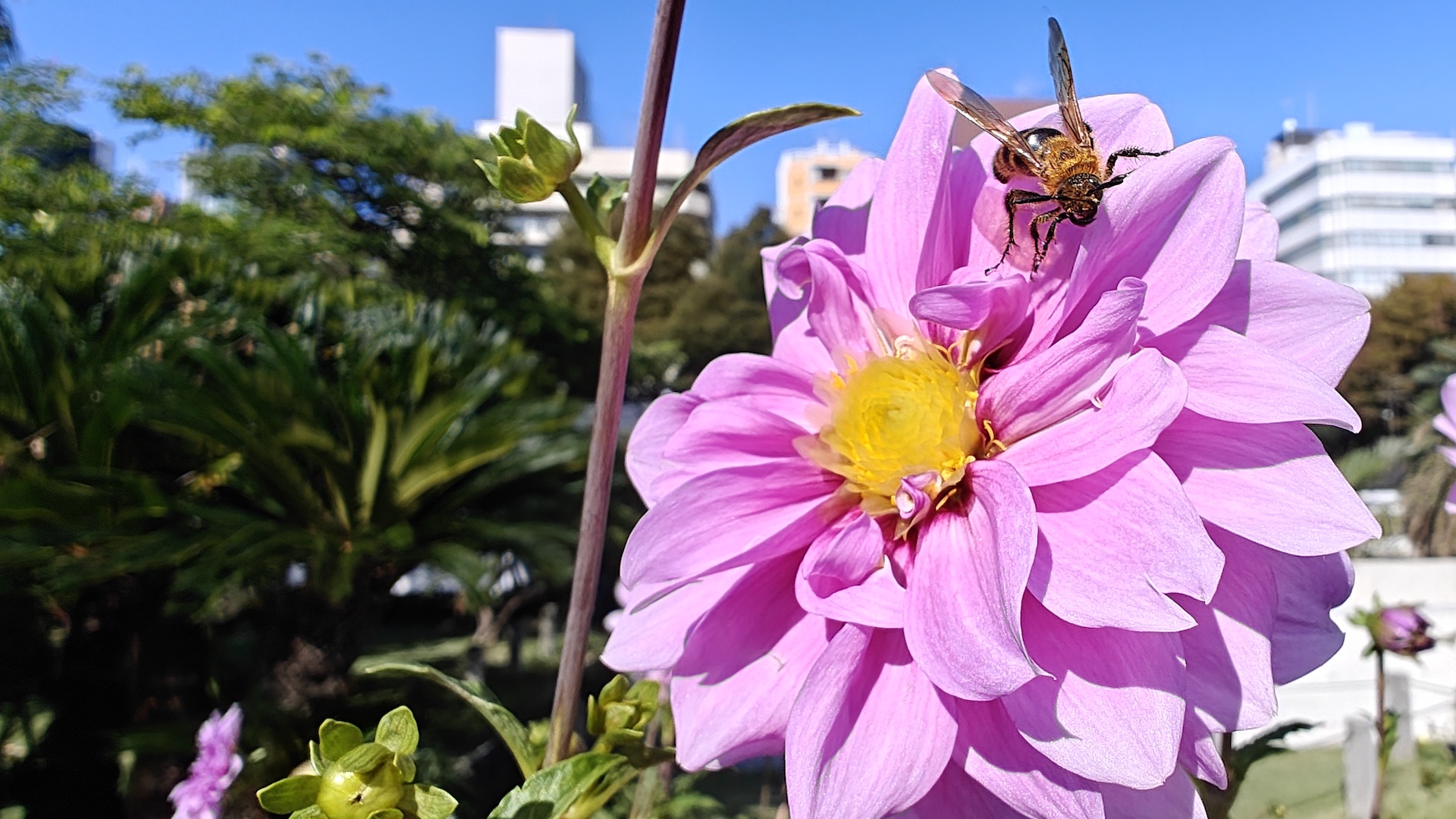 OnePlus Open 7 OnePlusOpen makro bokeh