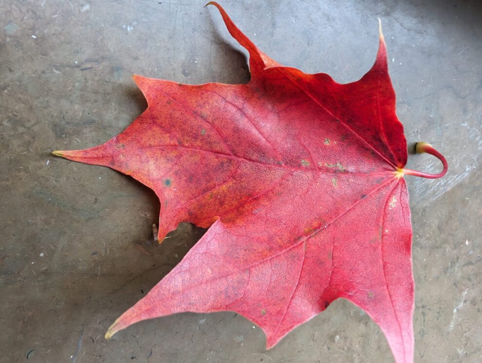 macro leaf