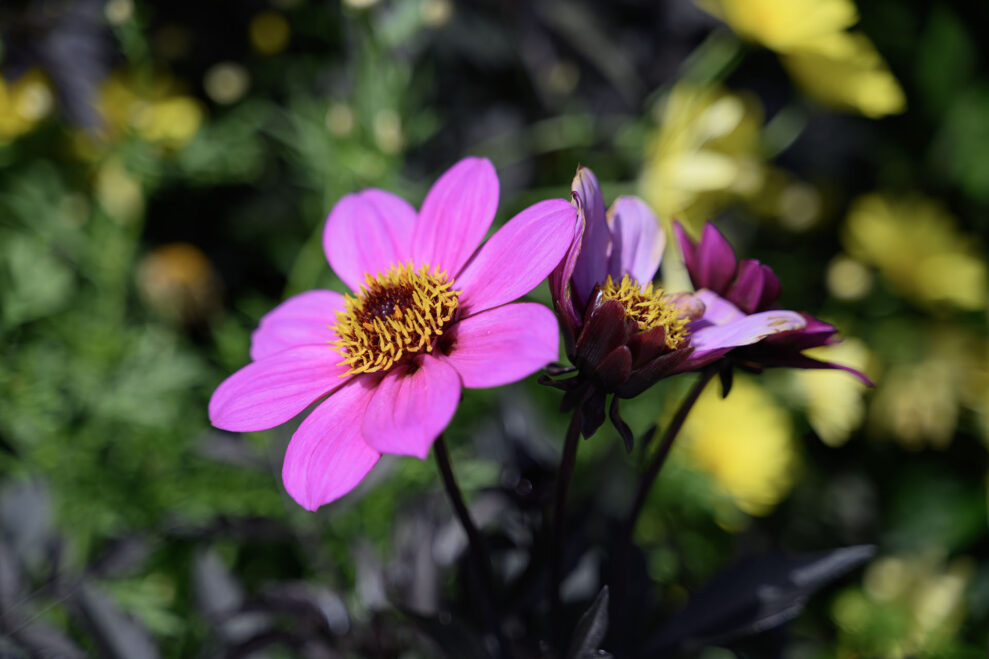 Nikon Z6 III test 5 Nikon Z6 III test 5