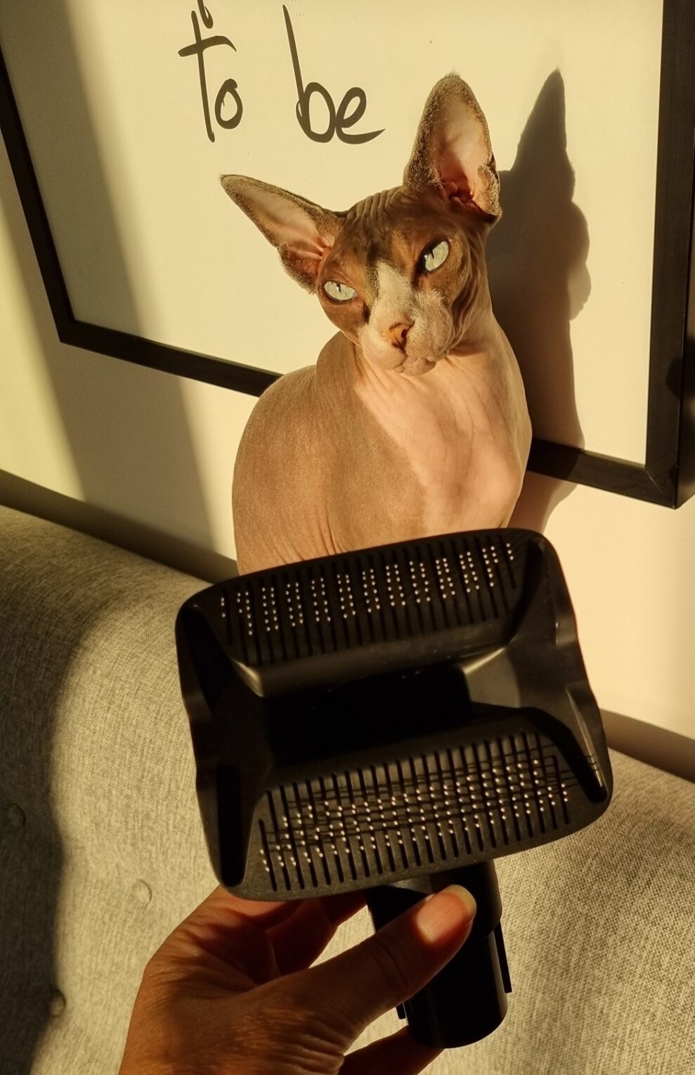 Dreame borste for husdjur