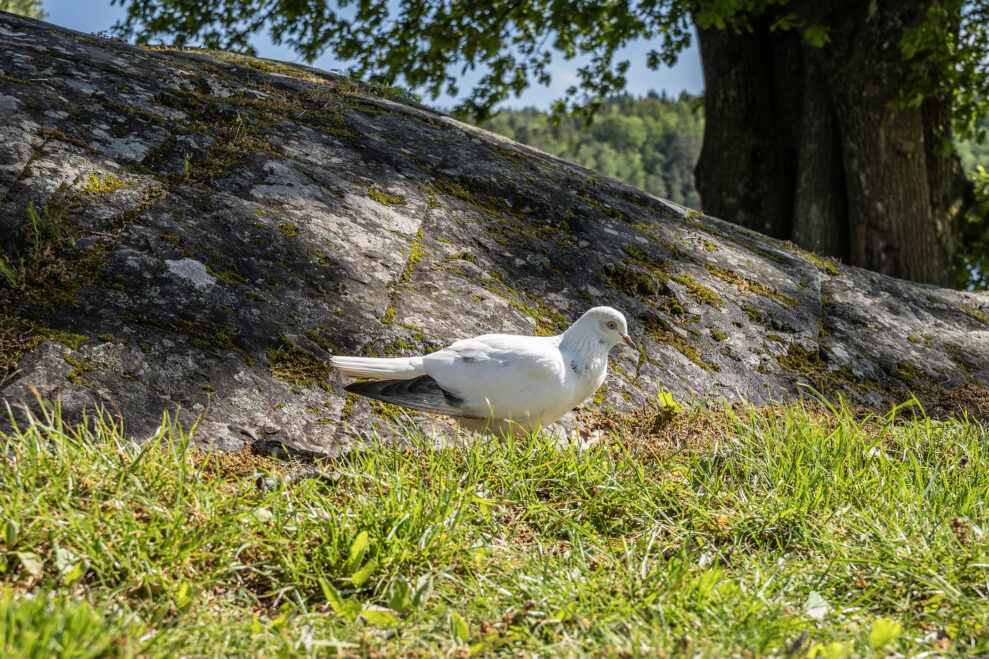 Lumix S1RII_sample1