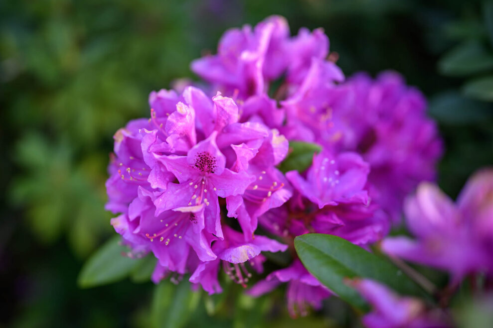 Nikon-Z5II_sampl2