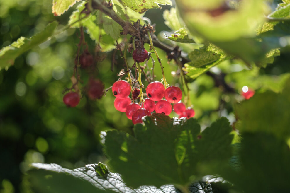 Fujifilm-X-E5_ProNegHi-scaled