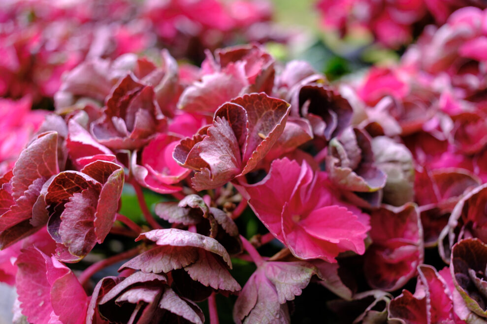 Fujifilm X-E5_Velvia