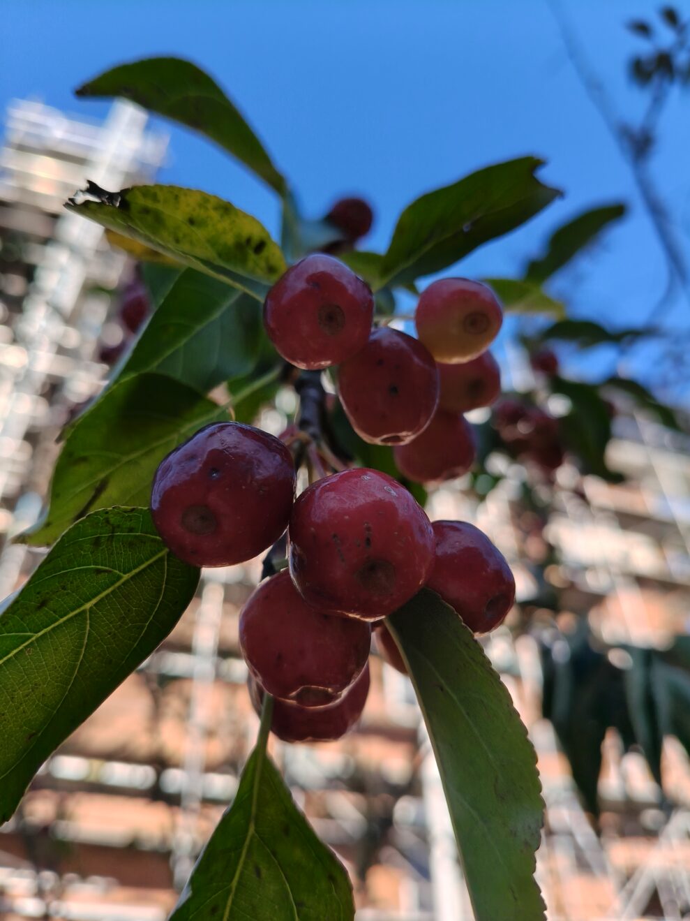 oplus_2097184 oplus_2097184