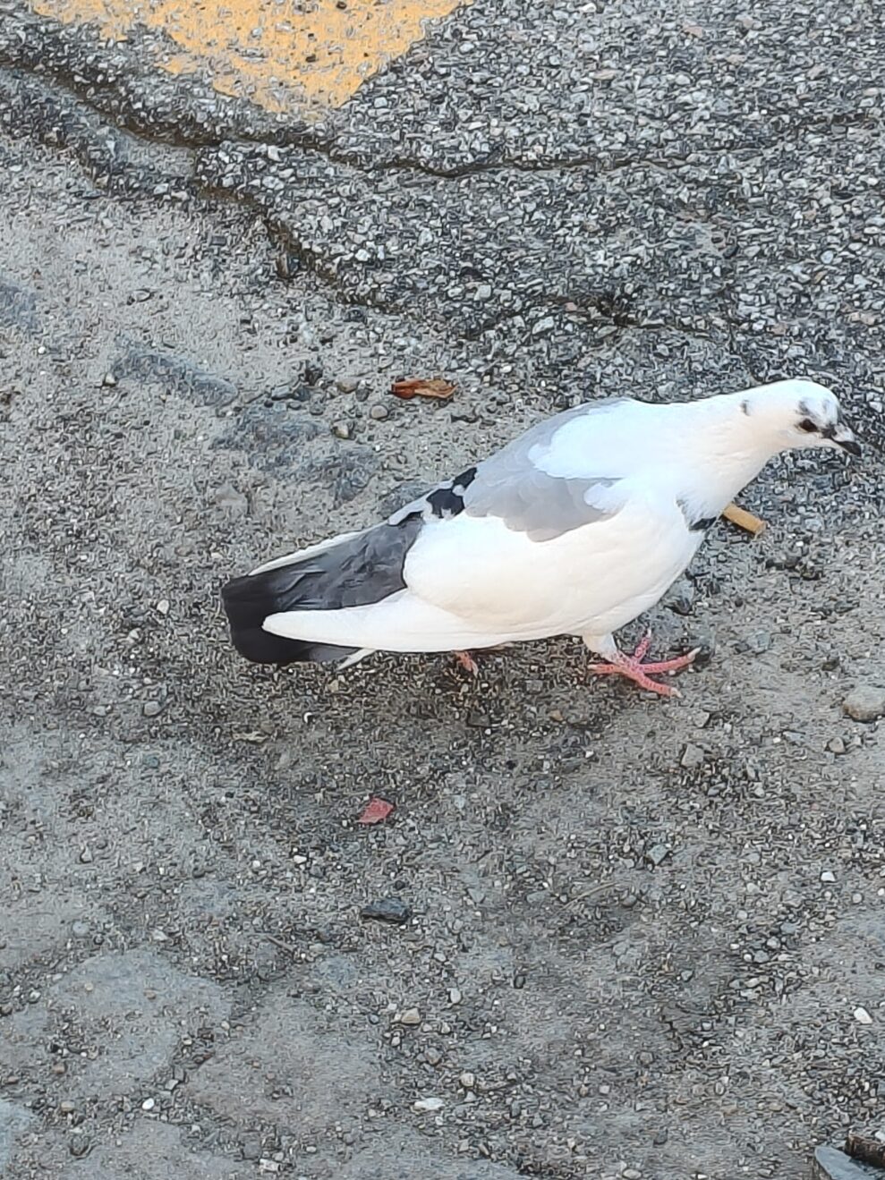 oplus_2097184 oplus_2097184