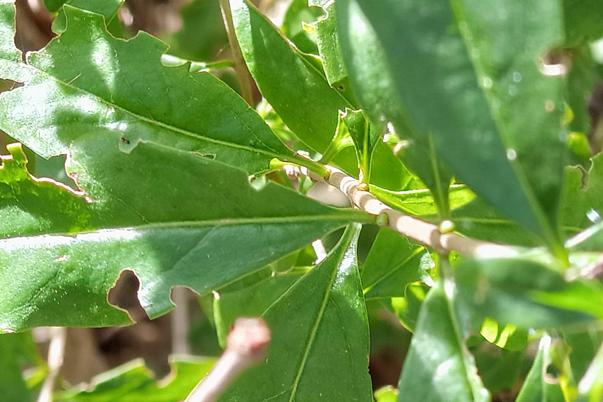 TCL Nxtpaper 60 Ultra 6