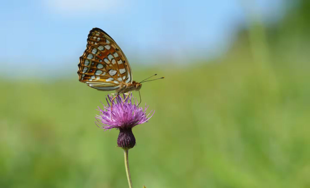 c0c5fb27eb464b3de370f727142c3631