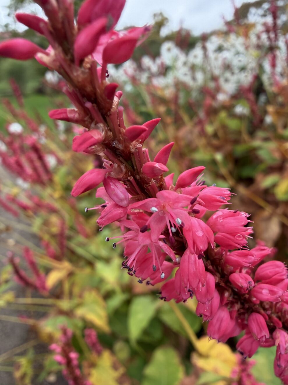 iPhone_17_04 iPhone_17_04