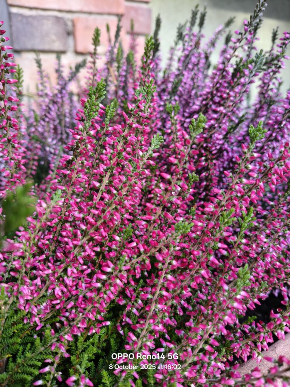 oplus_2097184 oplus_2097184