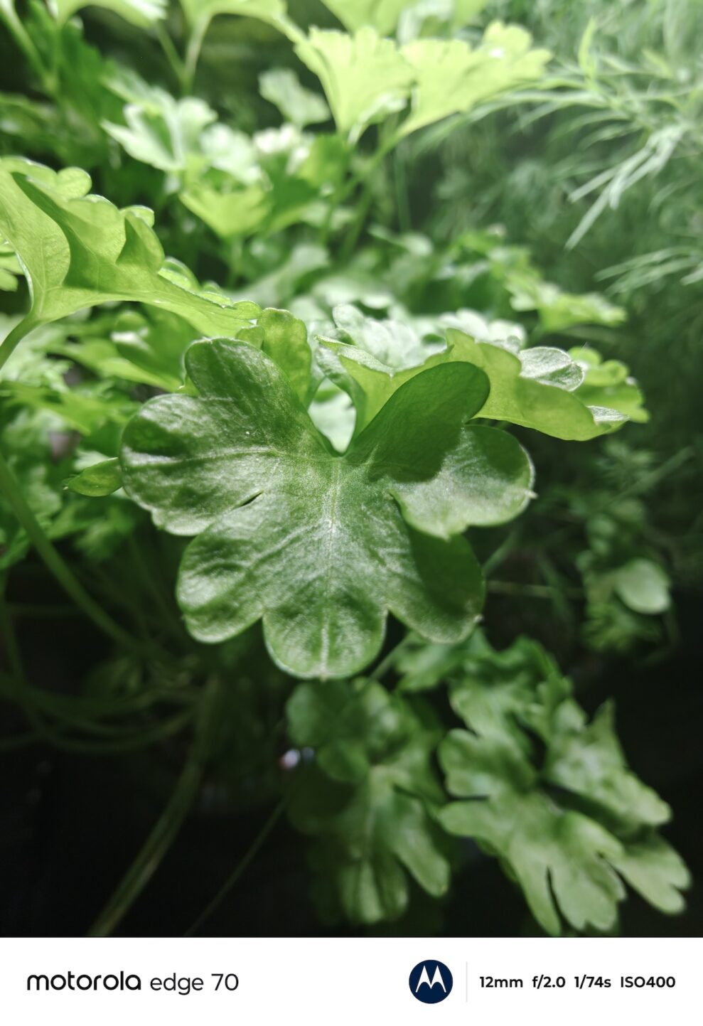 edge 70 macro edge 70 macro