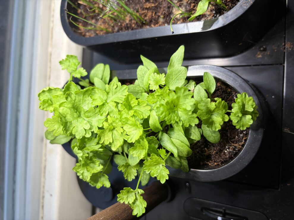 auk-mini-vecka-3-web