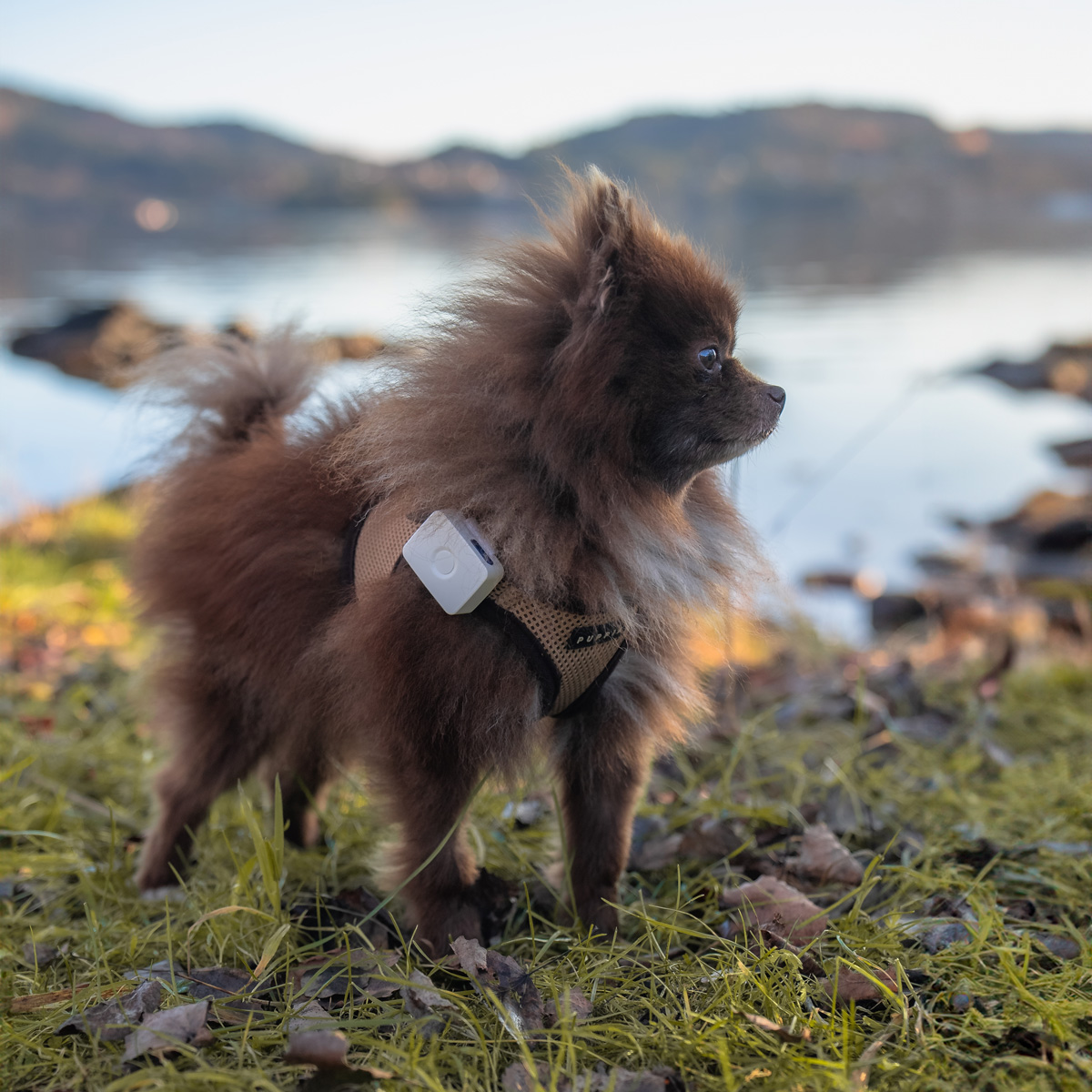 Lildog 2 1 Albert 12 11 23 1