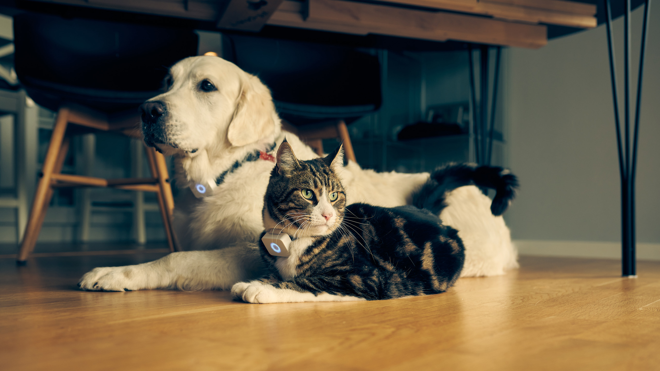 Lildog 2 3 Lilbit Monty Truls DSC7997