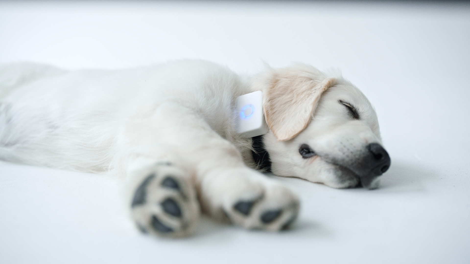 Lildog 2 2 Lilbit 1.34.1.POST