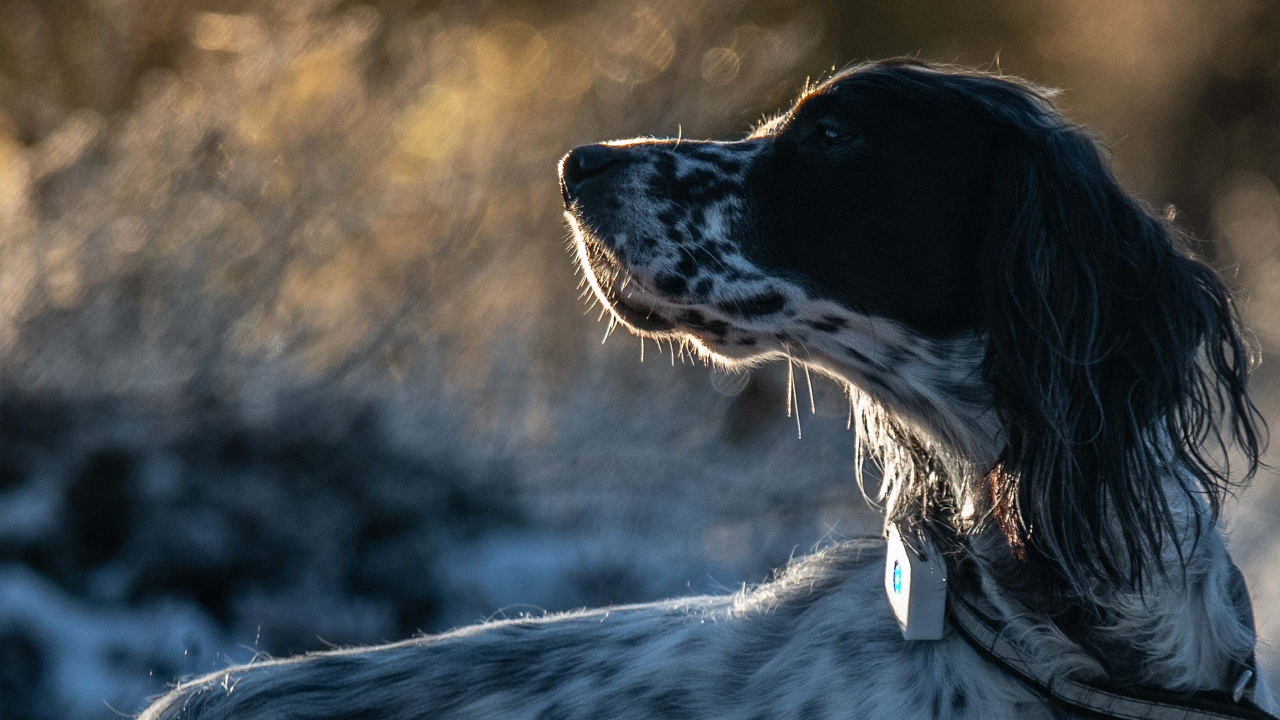 Lildog 2 4 driva lilbit 2