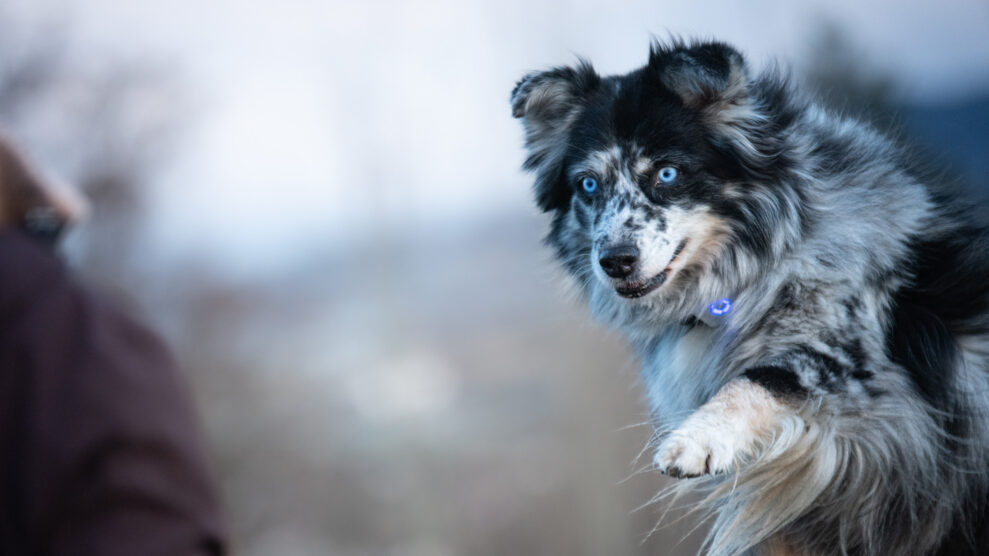 yatzy-lildog-3775 yatzy-lildog-3775