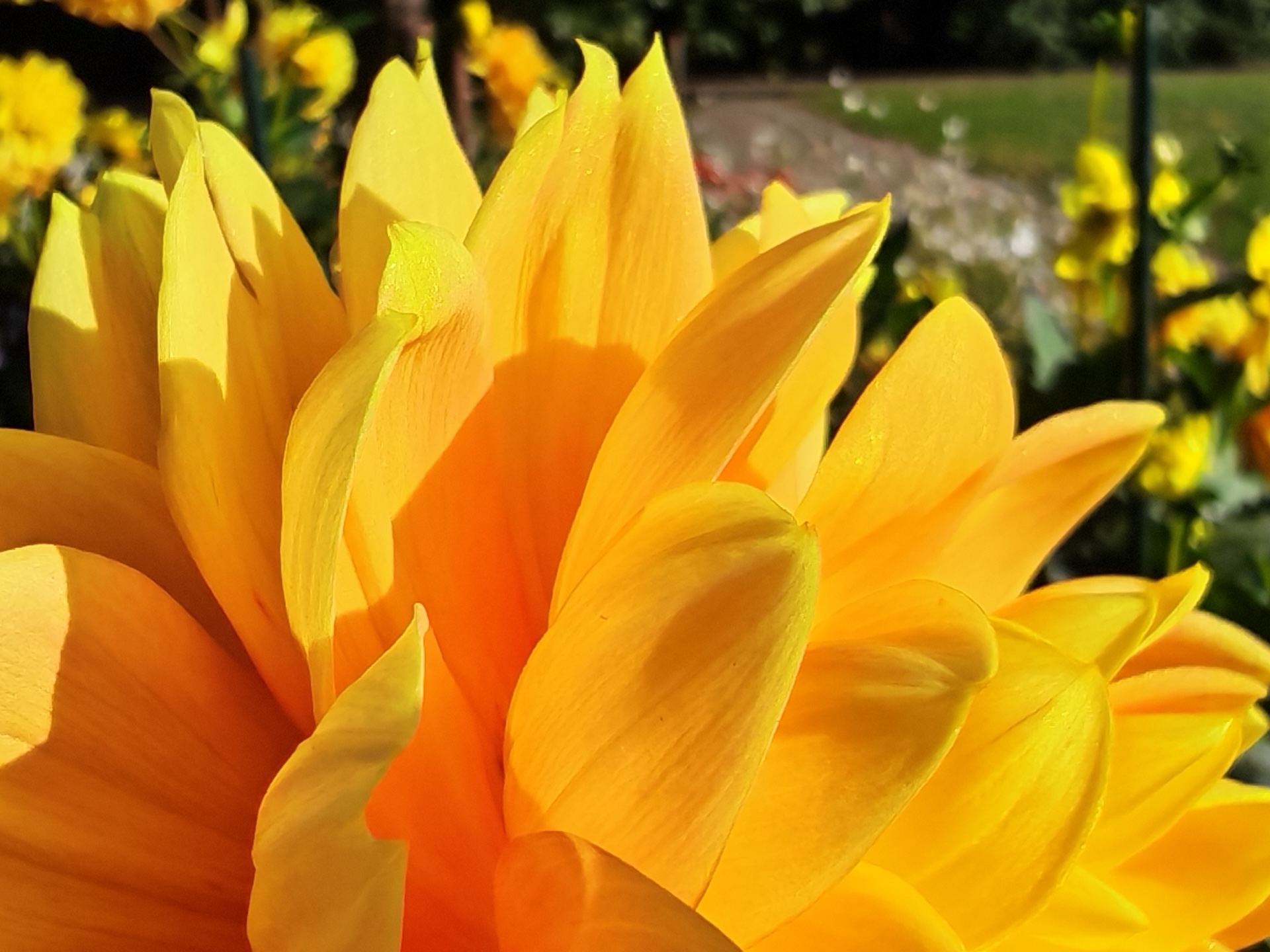 Honor Magic V5 5 HonorMagicV5 makro