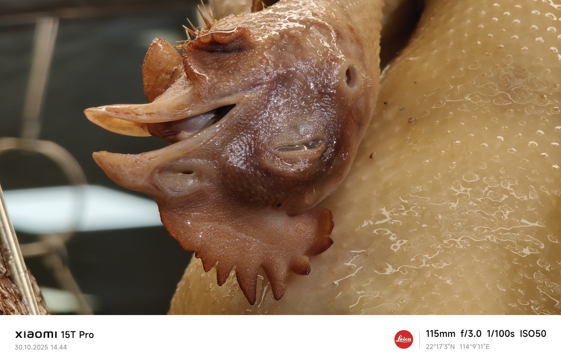 Xiaomi 15T Pro 8 Xiaomi15TPro makro